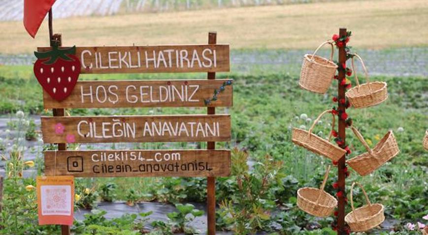 Çilekli Mahallesinde sınırsız yeme izni Köye giden çileğini dalından topluyor
