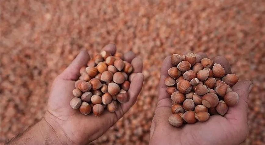 Orduda fındıkta işçi yevmiyesi ve diğer ücretler açıklandı