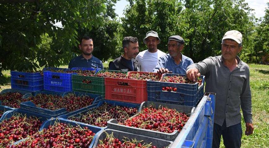 Napolyon kirazındaki verim üreticiyi memnun etti Kirazlarımız çok güzel ve kaliteli