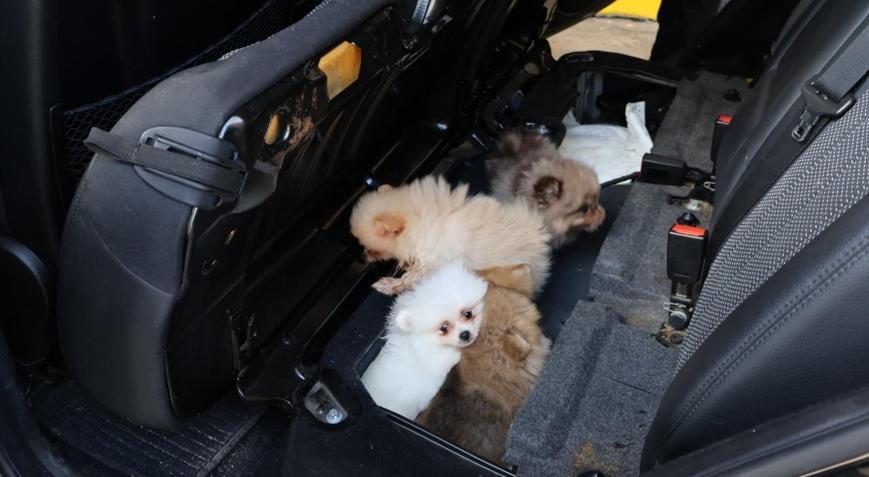 Kapıkulede aracın gizli bölmesinden 5 pomeranian yavrusu çıktı