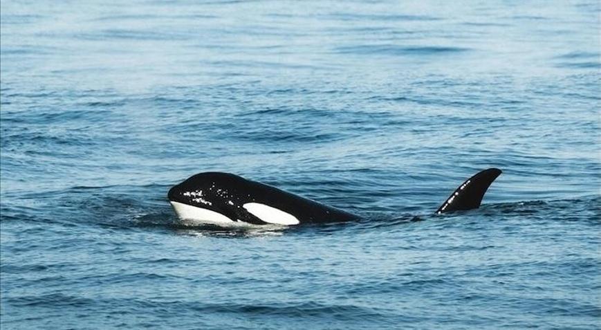 Bilim insanları şaşkın: Katil balinalar avlarını parçalayarak oyun oynuyor