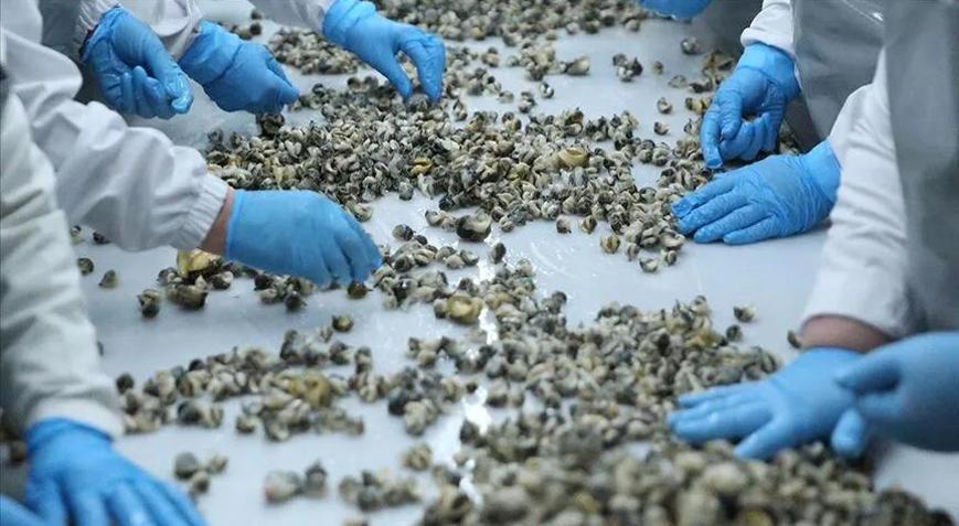 Deniz salyangozu ihracatı yılın ilk yarısında 9,1 milyon dolar kazandırdı
