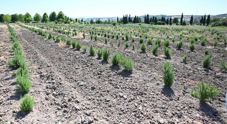 Tıbbi ve aromatik meyveler orman köylüsüne gelir kapısı oluyor