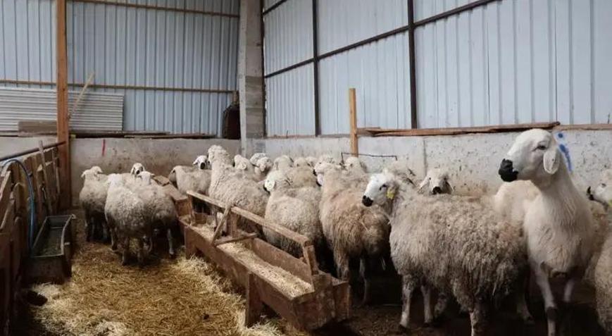 TİGEM 1430 reforme koyunu satışa çıkaracak