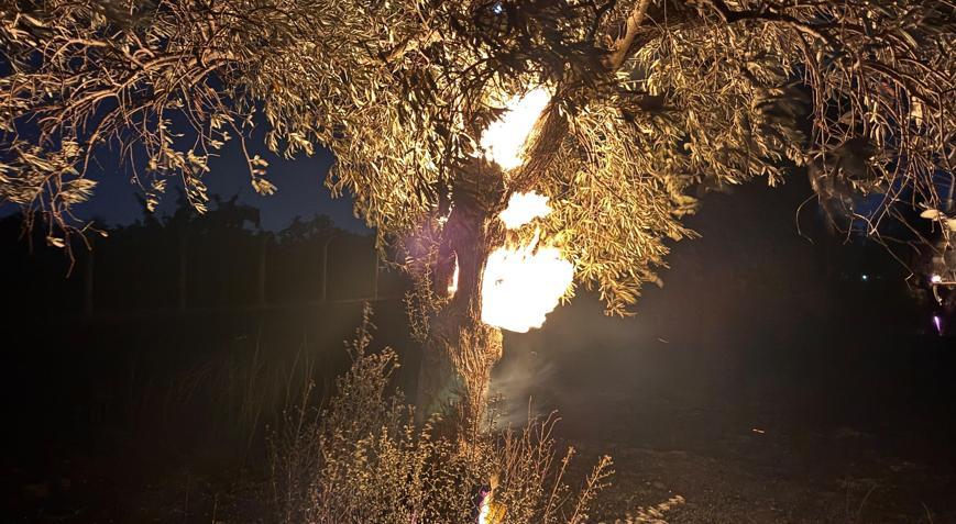 Aydın’da 100 dönüm zeytin bahçesi yandı