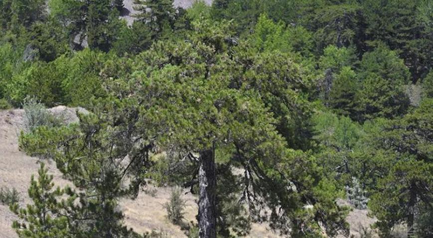 Ankarada ormanlara giriş yasağı uzatıldı