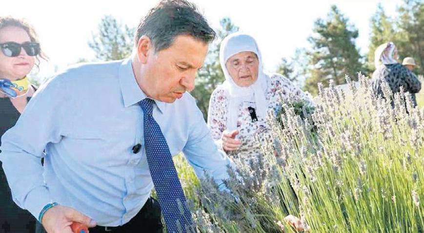 Lavanta kokusu Muğla’ya yayıldı