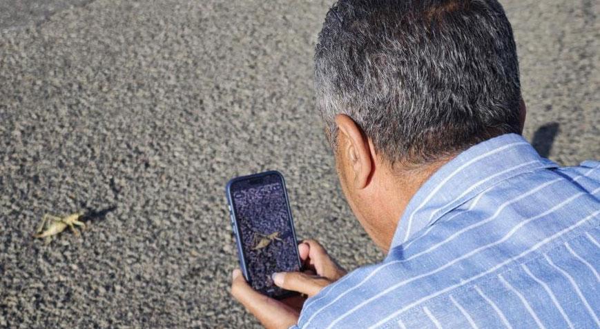 Boyu 15 santimetreyi buldu Kentte dev çekirgeler ortaya çıktı
