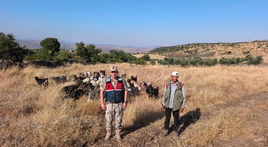 Kilis’te kayıp olan 50 küçükbaş hayvan bulundu