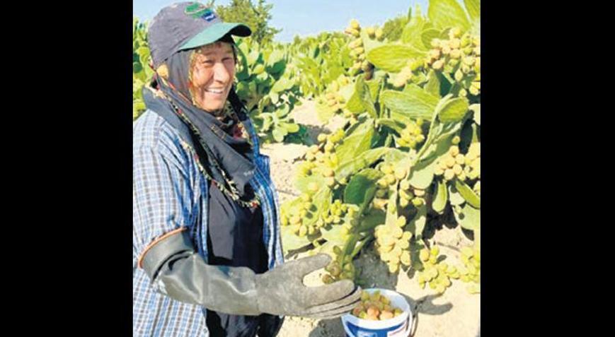 Dikenli incir hasadı başladı