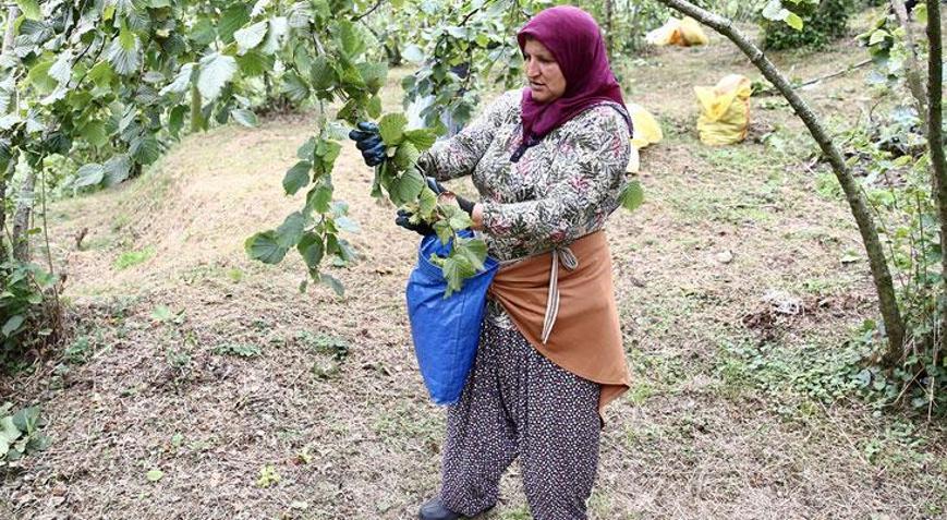 Giresunda fındık hasadı başladı