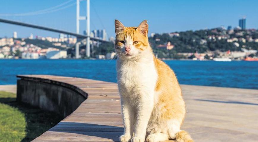 KedİstanbulDa bir gün