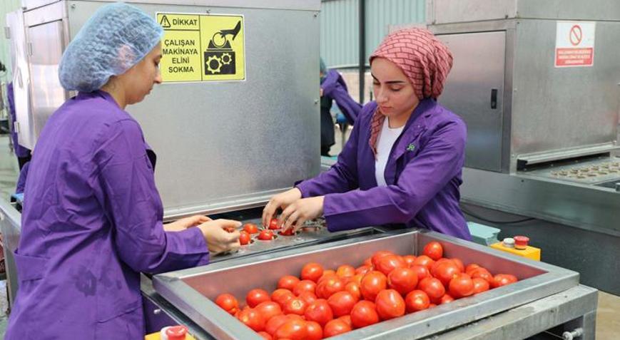 İzmirde kuru domates mesaisi sürüyor