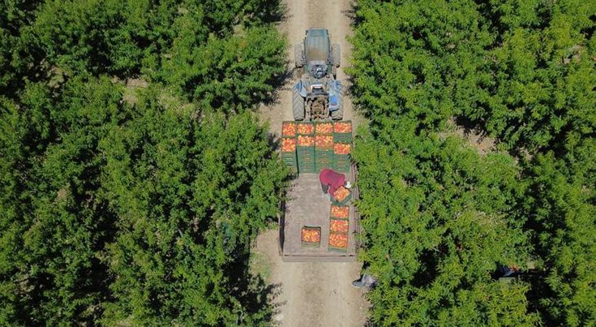 Bilecikte şeftali hasadı başladı 42 bin 500 ton rekolte bekleniyor