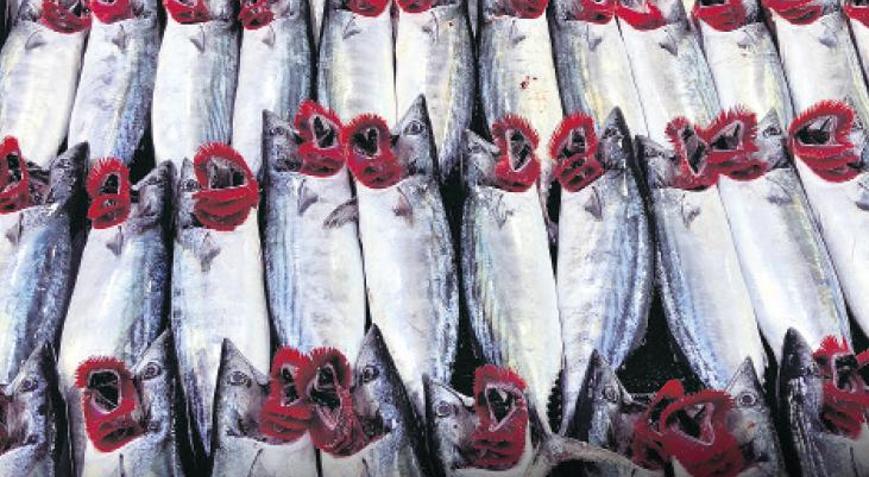 Palamut kaynıyor Fiyat cep yakmasın