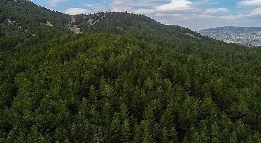 OGM ormanların korunmasına ve yönetimine yaklaşık 16,5 milyar lira harcadı
