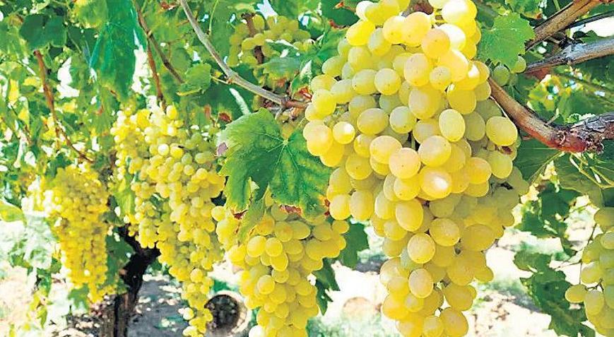 Manisa’da ilk üzüm hasatı başladı