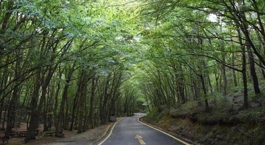 İstanbulda rüzgar tedbiri Koru ve kent ormanları ziyarete kapatıldı