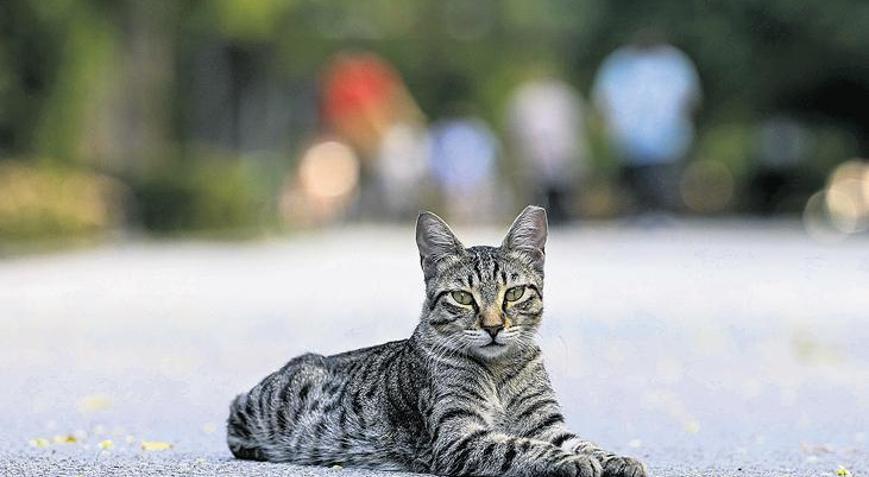 Diyarbakır’da ‘kuduz’ alarmı Kedi ısırdı entübe edildi
