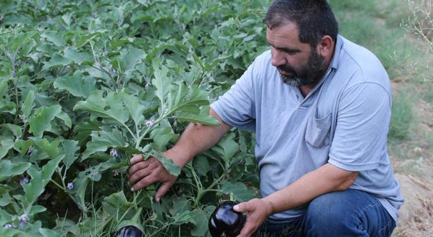 Safranboluda ata tohumlu organik üretim: Ürünler dalından sofraya gidiyor