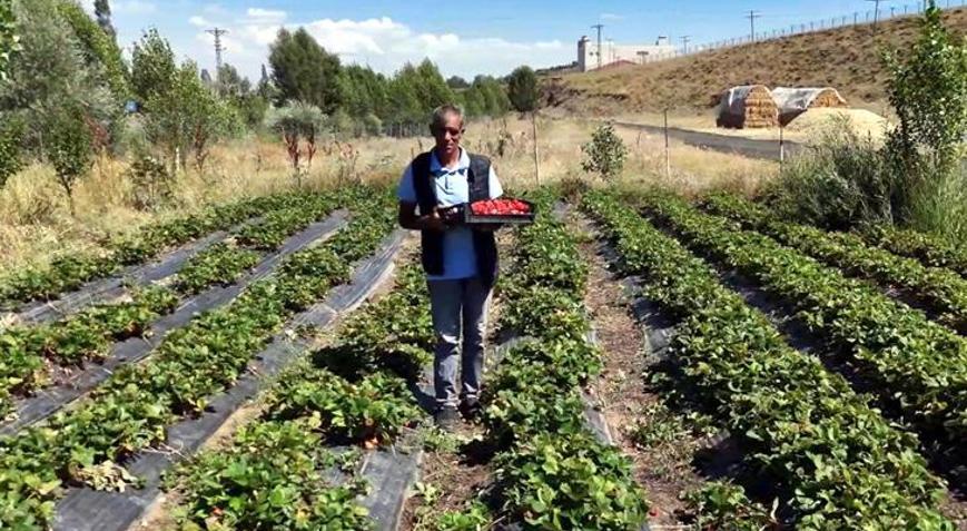 Devlet desteğiyle başladı, siparişlere yetişemez hale geldi 150-200 ton civarı bir çilek hasadı bekliyoruz