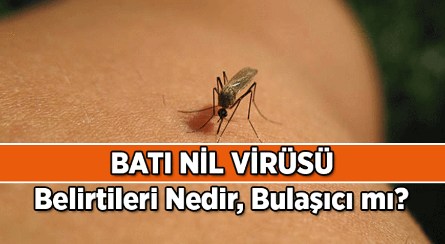SALGIN HABERLERİ: Batı Nil Virüsü Nedir Bulaşma Yolları, Belirtileri ve Korunma Yöntemleri