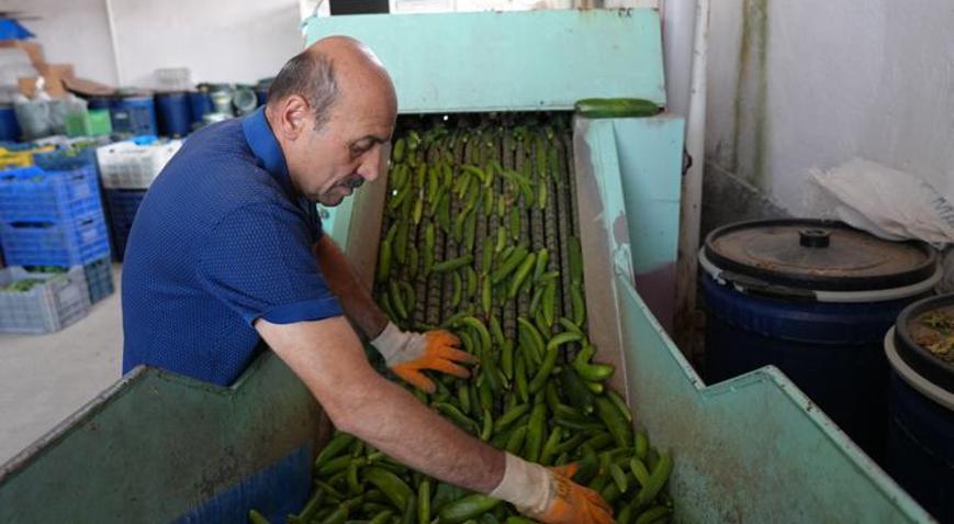 Çubukta 45 çeşit turşu üretiliyor, ürünler 15 ülkeye ihraç ediliyor