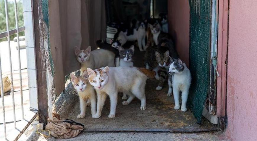 Evden 100 kedi çıktı Şaşkına çeviren manzara
