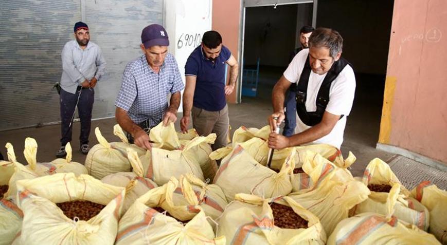 TMO, Ordu ve Giresunda fındık alımlarına başladı