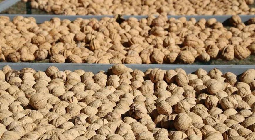 Cevizde yaşanan zirai don nedeniyle bu yıl rekolte beklentisi düşük