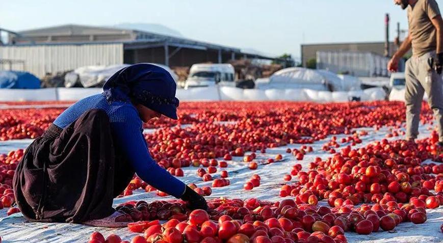 Meraya dökülen domateslerin sırrı çözüldü: Bakanlıktan açıklama
