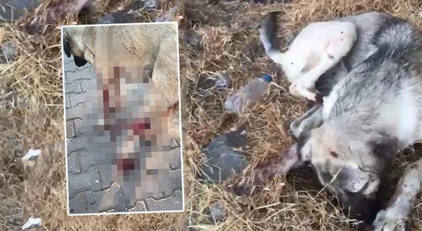 Köpeği yaraladı, yavrusunu öldürdü Ev hapsi verildi