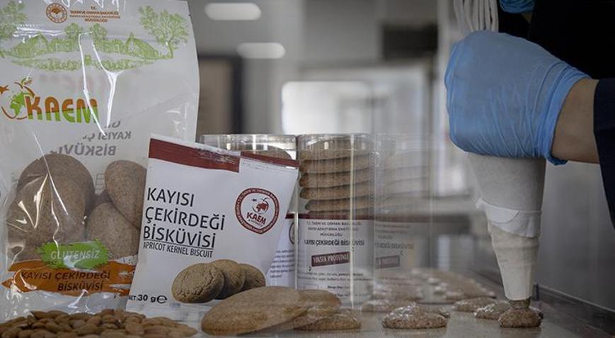 Kayısı çekirdeğinden yapılıyor Glütensiz bisküviye Malatya dokunuşu