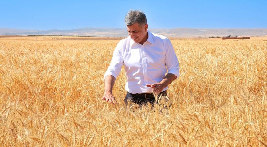 Kanatlı Buğdayının ilk tohumluk hasadı gerçekleştirildi