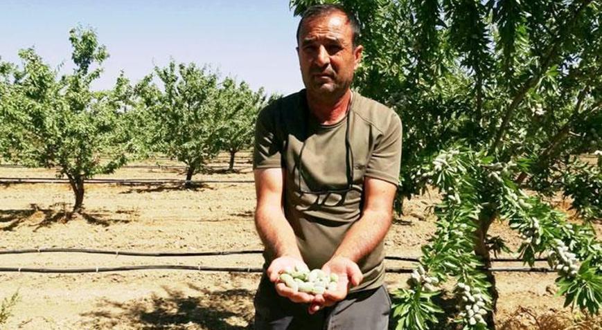 Hobi olarak başladığı badem yetiştiriciliğinde 20 bin ağaca ulaştı