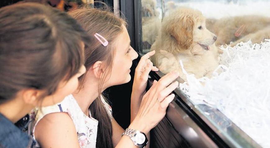 Köpek satışına bakanlık uyarısı