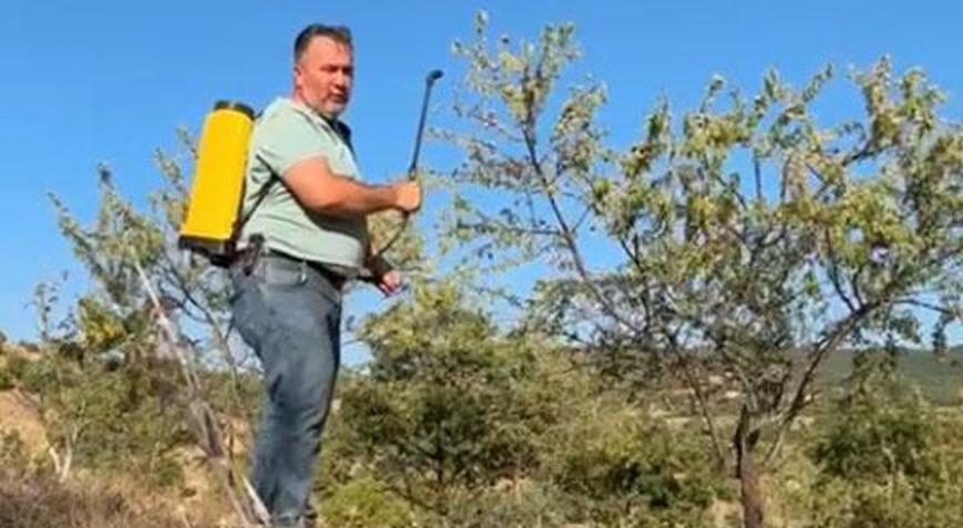 Tarla boş kalmasın diye 28 yıl önce diktiği badem ağaçlarından ilk kez verim aldı
