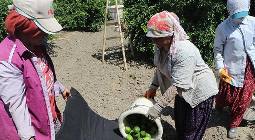 Tarlada 6-7 TL, markette 60-70 TL Tam 10 kat fiyat farkının nedenini açıkladı