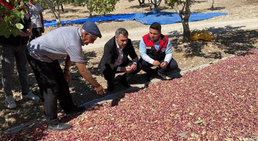 Denizli’de Antep fıstığı hasadı başladı Üreticinin yüzünü güldüren sezon