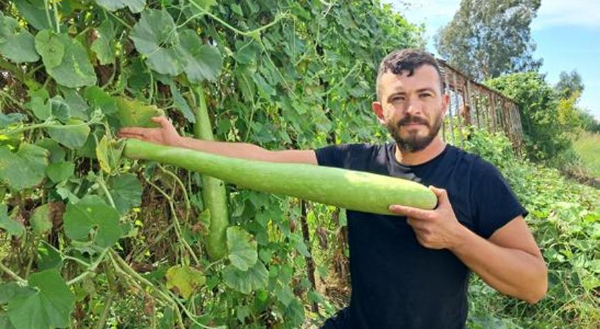 Boyu 1 metreyi geçiyor, sofraya geliyor Antalya’da şaşırtan kabak: 70 liradan alıcı buluyor