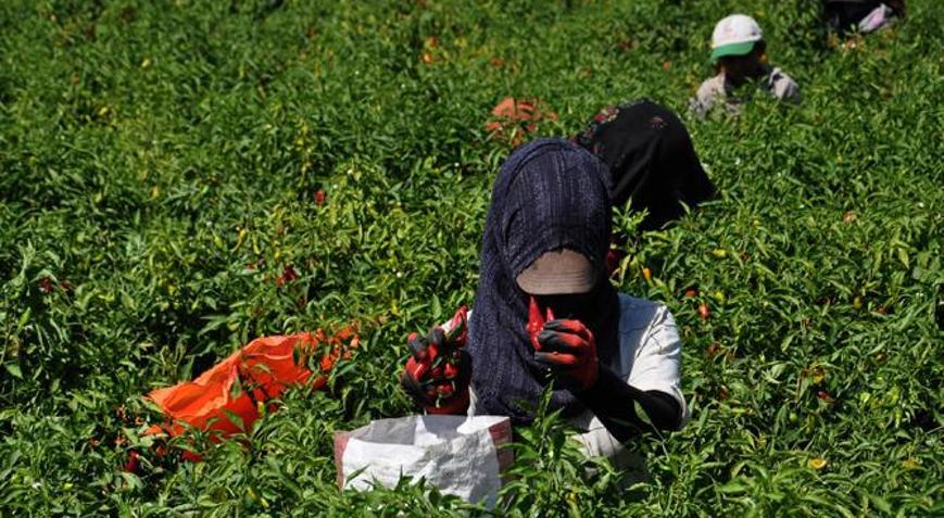 Kırmızı altın için beklenen gün geldi Gaziantep’te hasat başladı, 8 bin işçi tarlalara indi