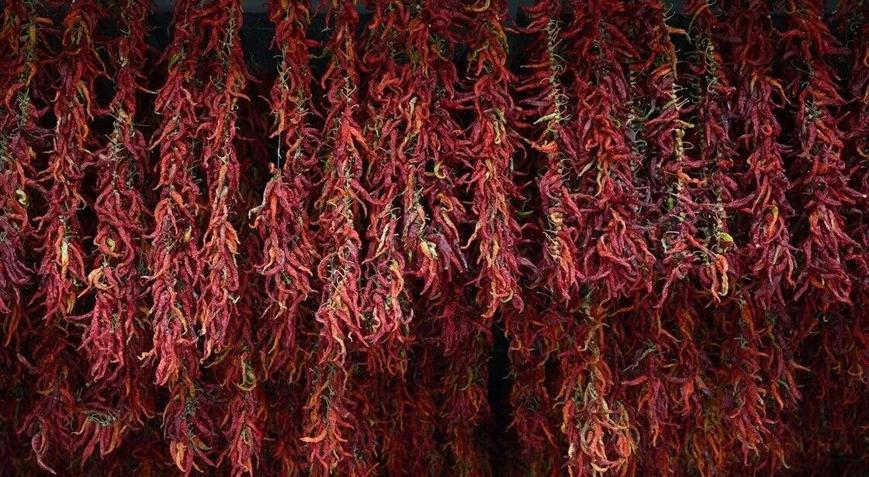 Edirnenin ünlü acı biberinde mesai sonu: Kilosu 3 bin lira