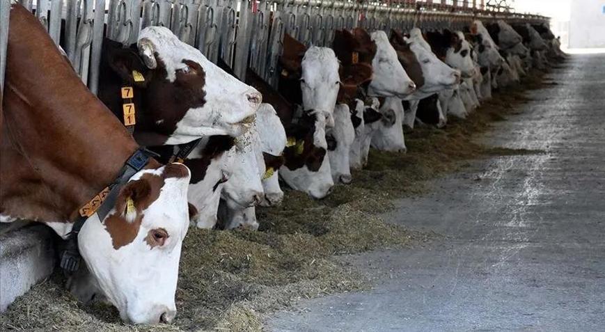 Hayvan varlığı haziranda arttı