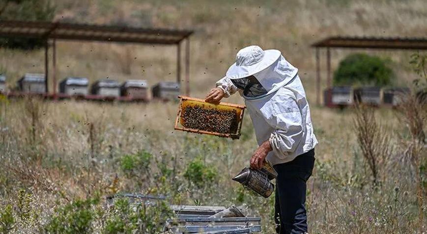 Bal üreticisi 4 yıl önce aldığı öneri ile yola çıktı: 2 altın madalya kazandı