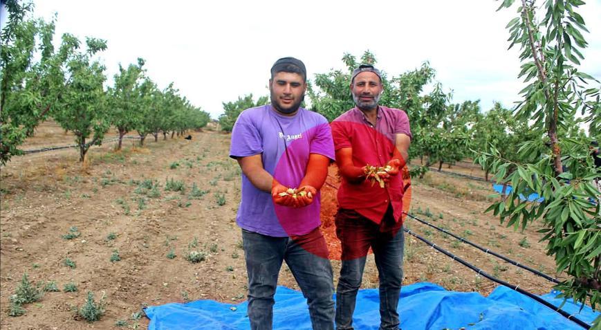 36 dönümde denedi sonucu görünce 400 dönüme dikti: Çiftçilere bu ürünü öneriyor