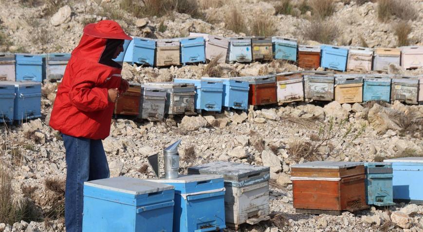 Babası öğretti, devlet destekledi: 250 kovandan 1000e çıktı