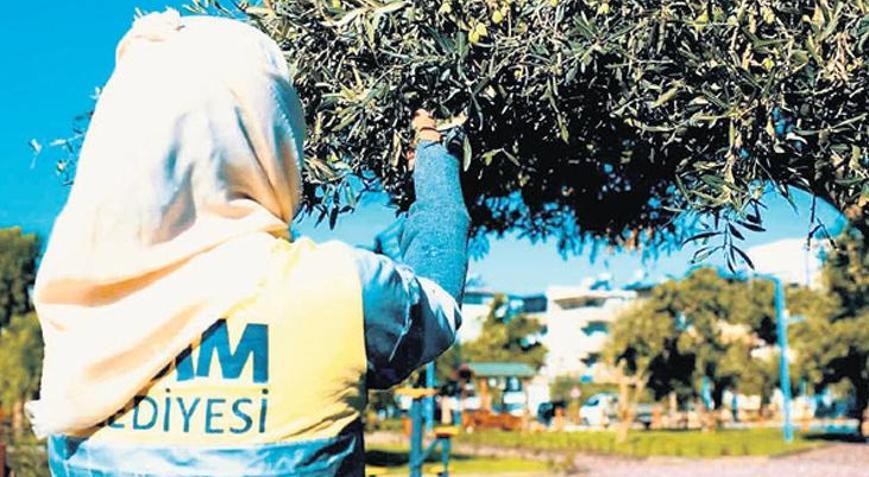 Didim’de zeytin hasadı zamanı