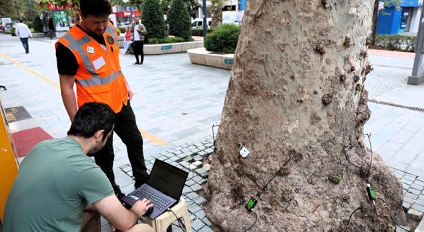 Kocaeli’de 600 anıt ağaç için özel inceleme Dışarıdan görünmeyen hasarlar akustik tomografiyle tespit edilecek