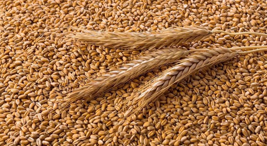 TİGEM 2 bin 116 ton mahsul buğday satacak