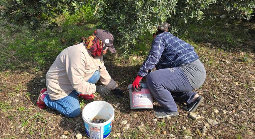 Yağmur suyuyla yetişiyor, kilosu 150 TLye satılıyor